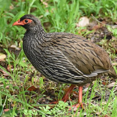 Plettenberg Bay, Western Cape - May 2021