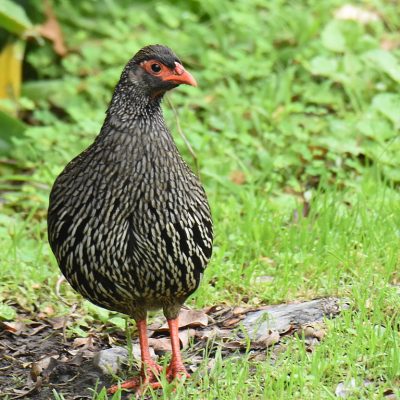 Plettenberg Bay, Western Cape - May 2021