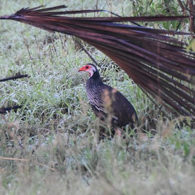 (P. a. humboldtii)  Coutada 11, Sofala, Mozambique - 13 December 2022