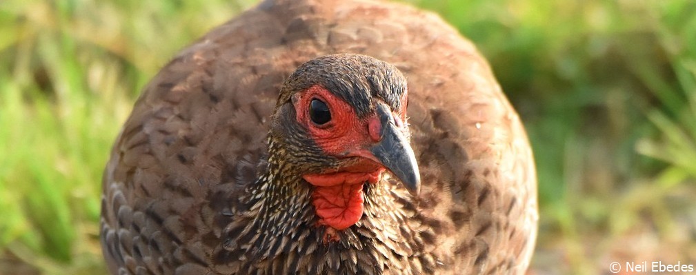 Spurfowl, Swainson’s