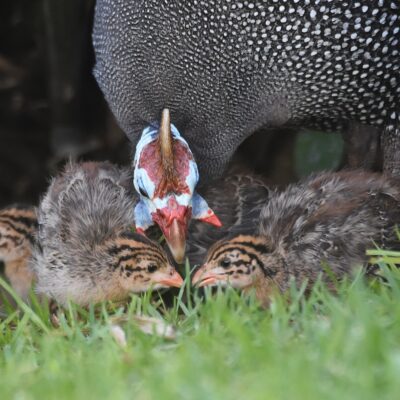 Formosa GV, Plettenberg Bay - March 2025