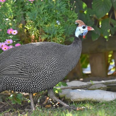 Formosa GV, Plettenberg Bay, Western Cape - June 2025