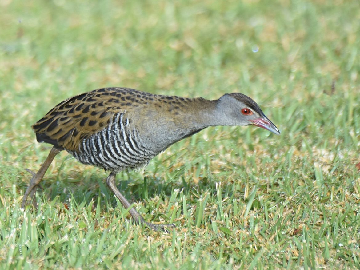 Crake, African