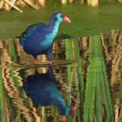 Dieprivier rd, Plettenberg Bay, Western Cape - April 2024