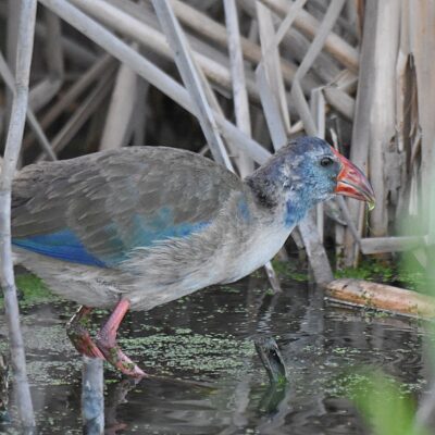 Rietvlei rd to White Horse dam, Plettenberg Bay, Western Cape - March 2024