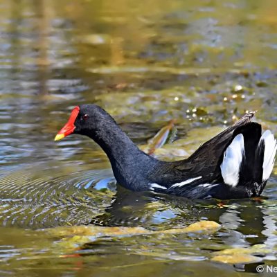 Walkhaven (Dog park),  September 2017