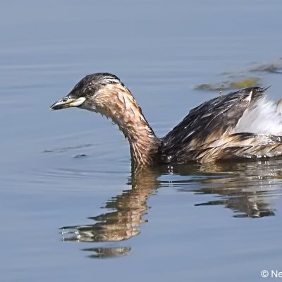 Walkhaven (Dog park),  September 2017
