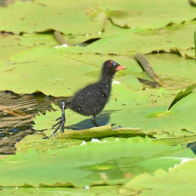 Schoongezicht lower dam,  March 2021