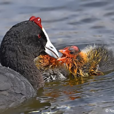 Walkhaven (Dog park),  September 2017