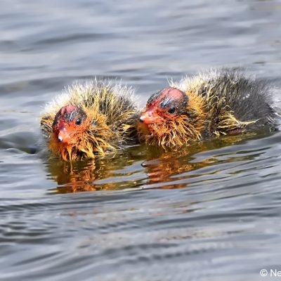 Walkhaven (Dog park),  September 2017