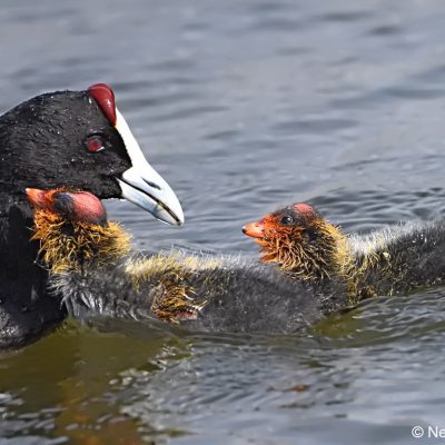 Walkhaven (Dog park),  September 2017