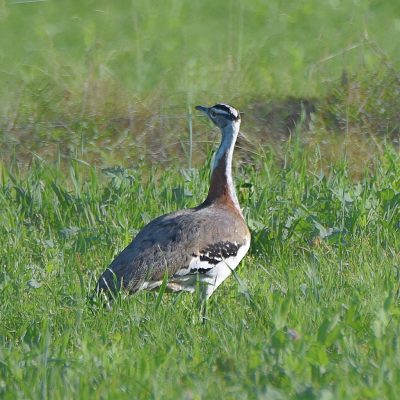 Uplands, Plettenberg Bay, Western Cape - August 2021