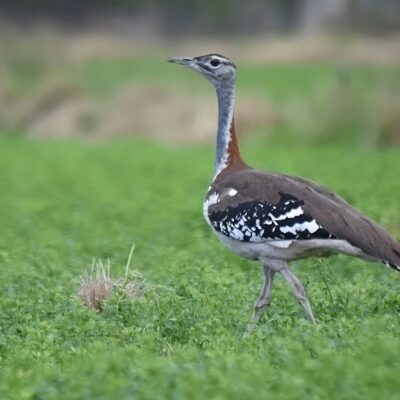 Uplands, Plettenberg Bay, Western Cape - March 2025