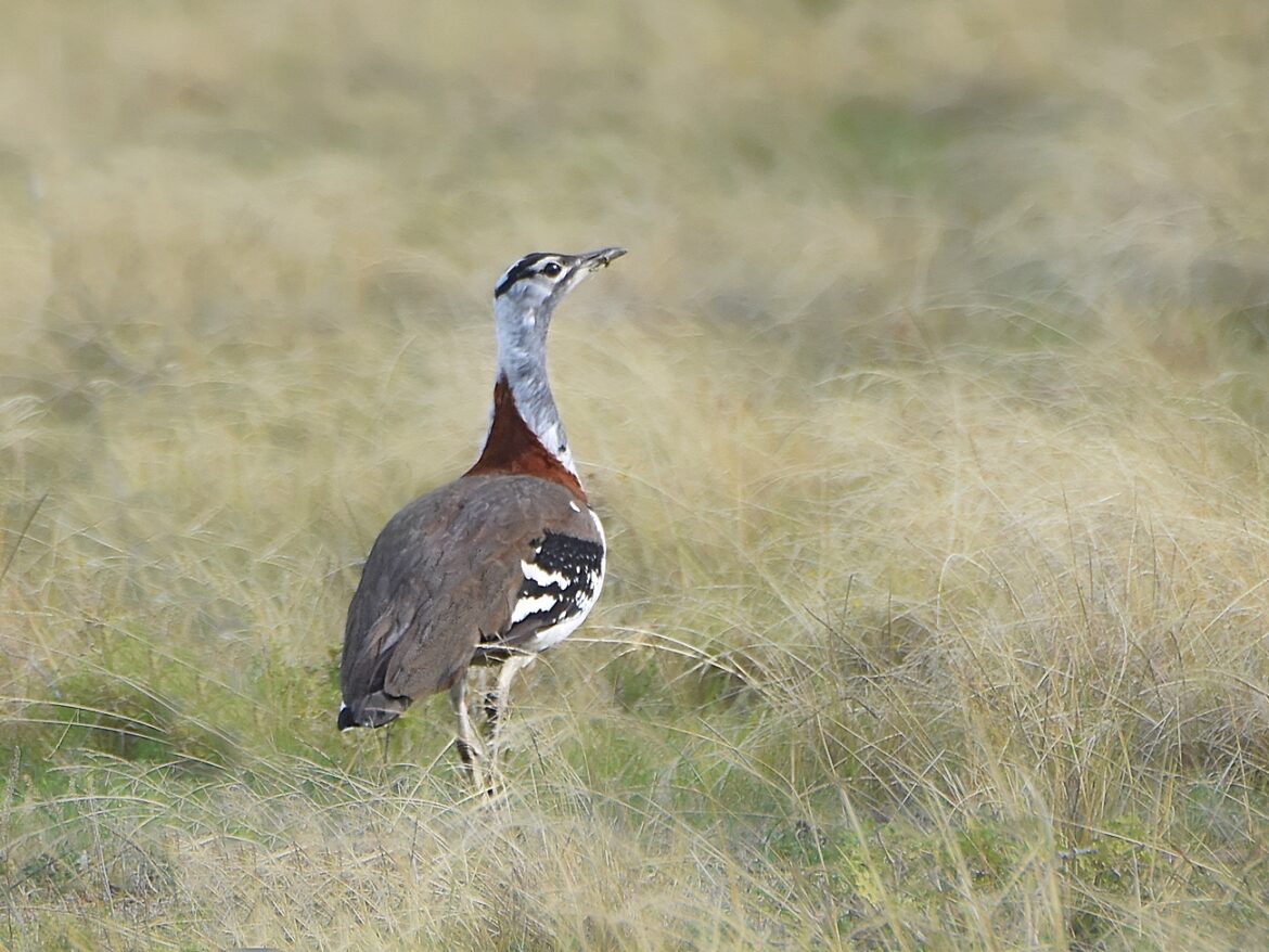 Bustard, Denham’s