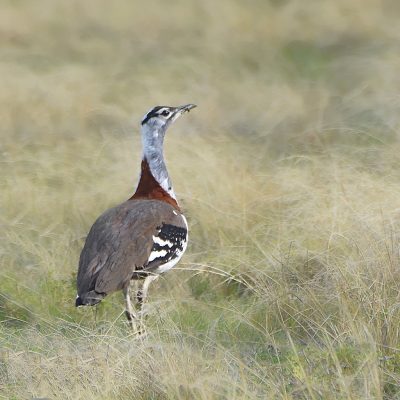 Uplands, Plettenberg Bay, Western Cape - June 2022