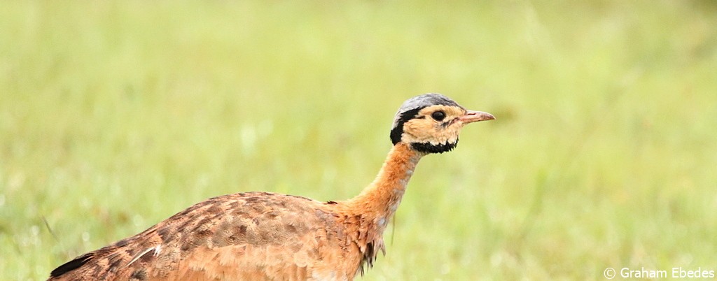 Bustard, White-bellied