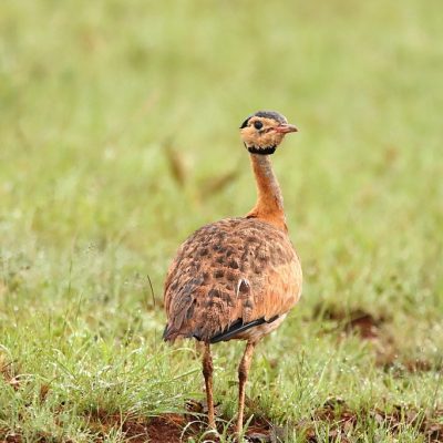 Wakkerstroom, Mpumalanga - December 2019