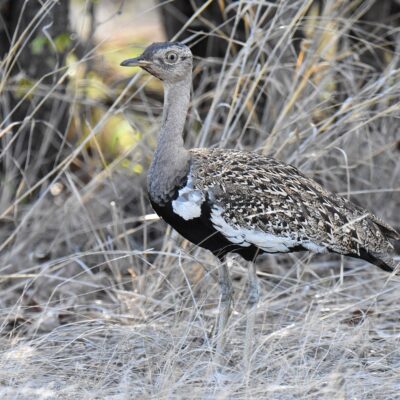 Shingwedzi, Kruger National Park - November 2025
