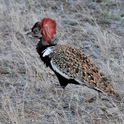 Shingwedzi, Kruger National Park - November 2025