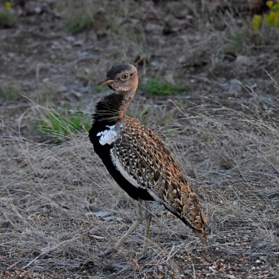 Shingwedzi, Kruger National Park - November 2025