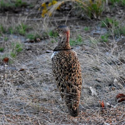 Shingwedzi, Kruger National Park - November 2025