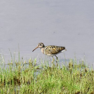 Shingwedzi, Kruger National Park - November 2025