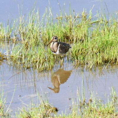 Shingwedzi, Kruger National Park - November 2025