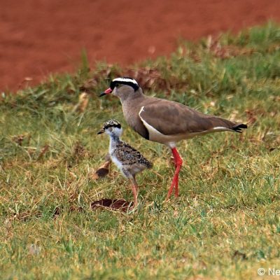 Zwartkop Country Club, 2 December 2018