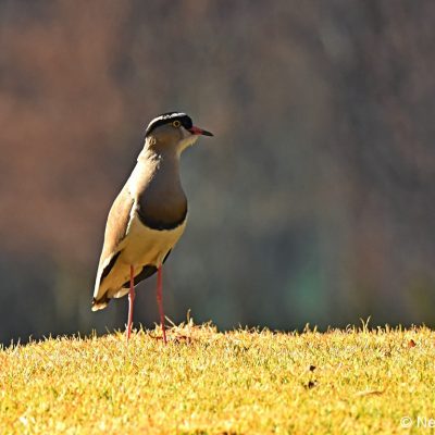 Zwartkop Country Club,, 15 July 2019