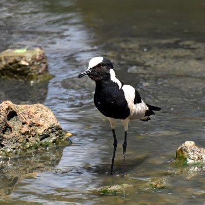 Zwartkop Country Club, January 2019