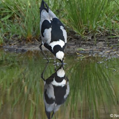 Norscott Slopes Nature reserve, October 2018