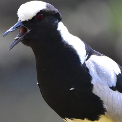 Zwartkop Country Club, August 2016.  The carpal joint (or spur), just abreast  of the wrist bone, is used aggressively in defense.