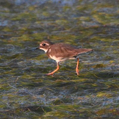 Keurbooms river, Plettenberg Bay, Western Cape - December 2022