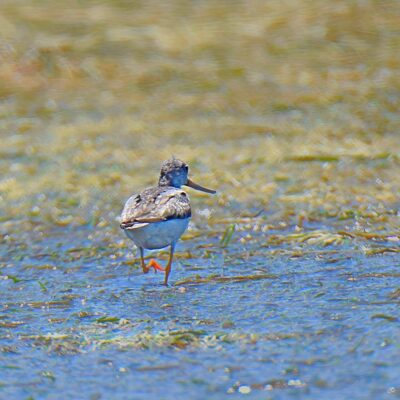 Keurbooms Lagoon, Plettenberg Bay - November 2025