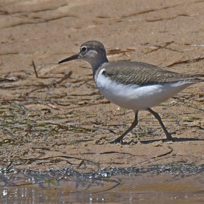Bitou river, Plettenberg Bay, Western Cape - November 2023 