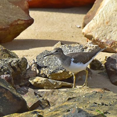 Plettenberg Bay, October 2016