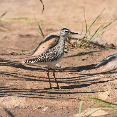 Candlewood Estates, Gauteng - Feb 2020