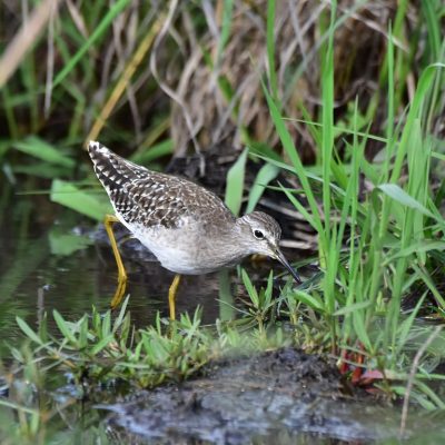 Rietvlei Nature Reserve, November 2016