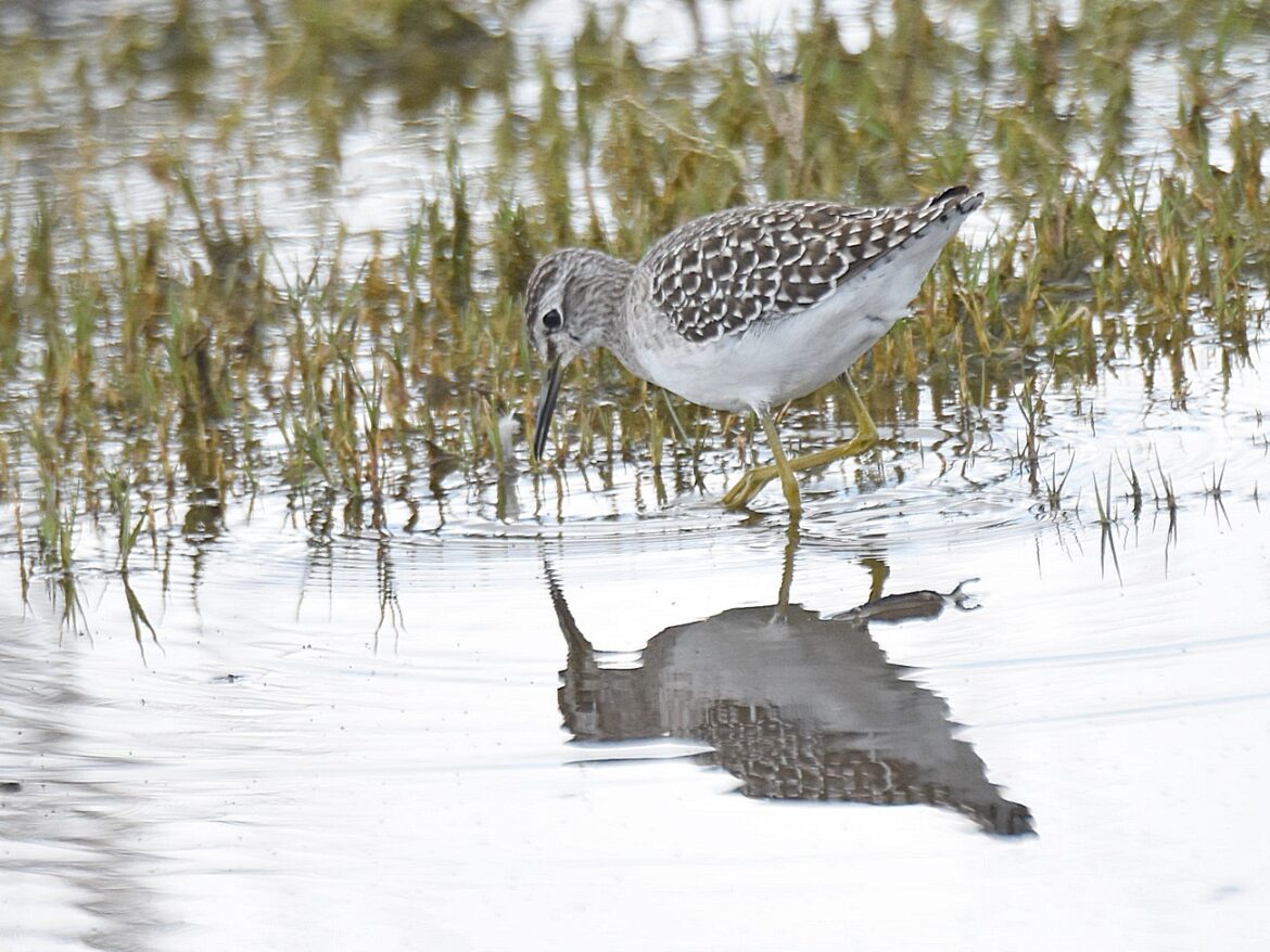 Sandpiper, Wood