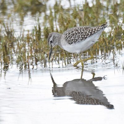 Voelvlei, Vleesbaai, Western Cape - December 2023