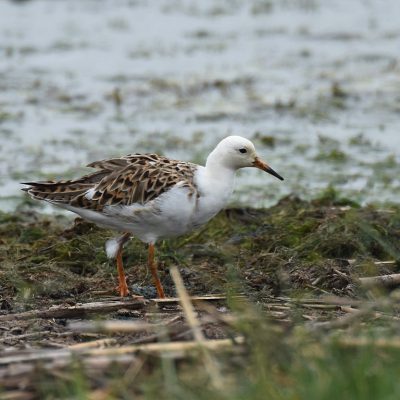 Bronkhorstspruit Dam, Gauteng - February 2020