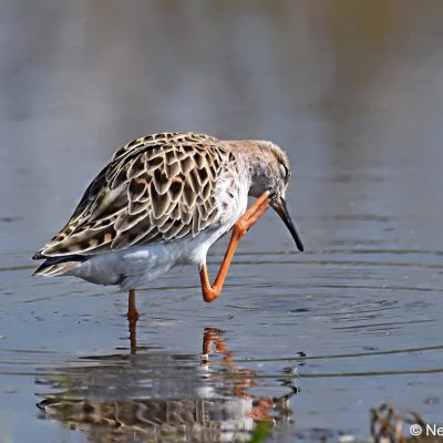 Marievale Bird Sanctuary, Gauteng - Mar 2018