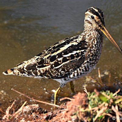 Rietvlei Nature Reserve, August 2019
