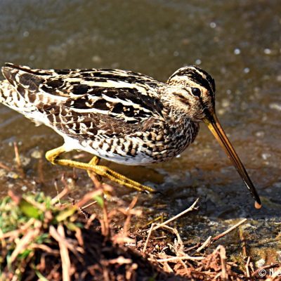 Rietvlei Nature Reserve, August 2019