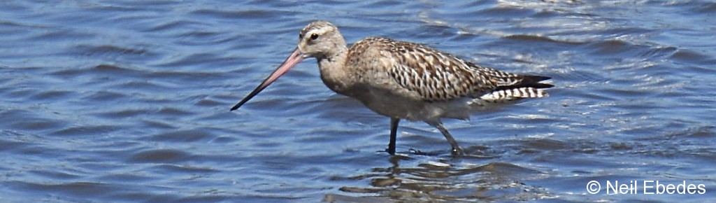 Godwit, Bar-tailed