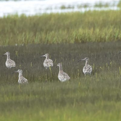 Plettenberg Bay, Western Cape - December 2020