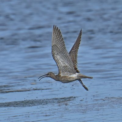 'Goose marsh', Plettenberg Bay, Western Cape - September 2021