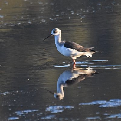 'vanZyl's gate', Witterdrift rd, Plettenberg Bay - May 2023