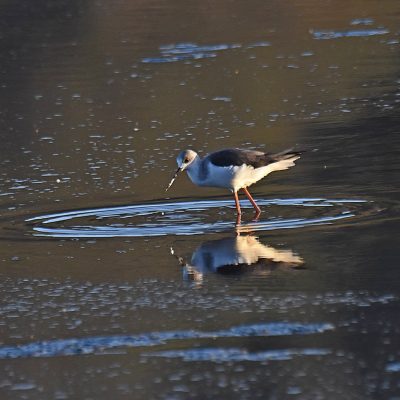 'vanZyl's gate', Witterdrift rd, Plettenberg Bay - May 2023