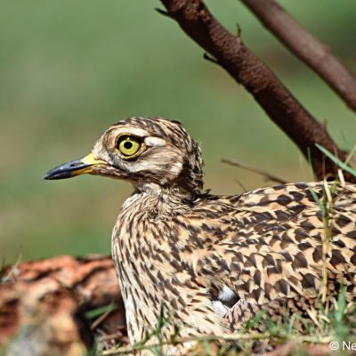 Zwartkop CC,  Sept/Oct 2017